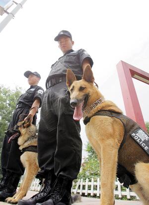 中国特警vs帮派警犬的相关图片