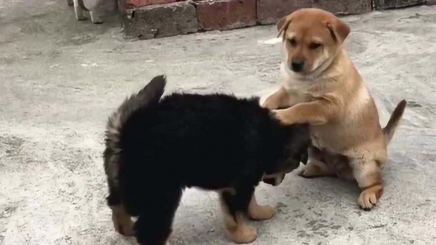 中国田园犬vs外国田园犬打架的相关图片